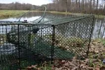 Photo d'une nasse de capture de grenouilles contenant des oeufs de grenouilles posée sur la berge d'un étang