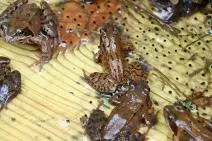 Photo de grenouilles rousses capturées et stockées dans un bac en bois