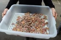 Photos d'un bac contenant des cuisses de grenouilles rousses destinées à la consommation humaine