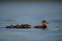 Femelle d’érismature rousse et sa nichée