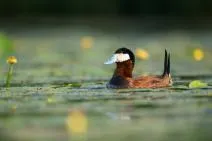 Mâle d’érismature rousse en plumage nuptial