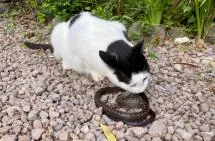 Photo d'un chat blanc à tete noire en train de manger une couleuvre foncée sur un sol de graviers