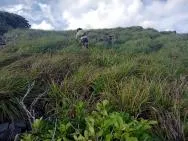 Photo d'un flanc de colline recouvert de hautes herbes vertes et fines, avec au premier plan un buisson à feuilles rondes, une personne portant un sac à dos la gravit de dos