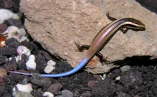 Photo d'un lézard brun strié de beige dans la longueur, avec une queue bleue vif, sur un caillou beige