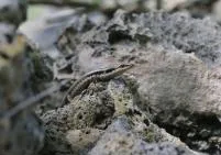 Photo d'un lézard strié de noir et blanc grisés, dans la longueur, pupilles rondes, sur des rochers