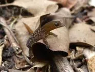 Photo d'un petit lézard tacheté brun-rouille à pois argentés, se tenant sur une feuille morte marron sur un sol forestier