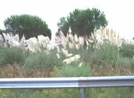 Cet exemple de prise de vue de la caméra Camalien sur le bas-côté de la route est une photo présentant des tiges d’herbe de la pampa (une espèce exotique envahissante ciblée par l’étude-pilote afin de démontrer la capacité du dispositif à détecter la présence de ces espèces).