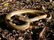 Photo d'un serpent dans les tons bruns beige, pupille ronde noire, lové sur un sol de feuilles mortes et terre