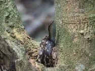 Photo d'un serpent marbré jaune et marron aux pupilles rondes, dans le creux entre deux branches/troncs d'un arbre