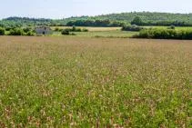 Photo avec une prairie au premier plant et derrrière une mosaique de parcelles de différentes cultures, croisées de haies et bois