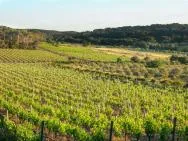 Photo de pysage avec des vignes en feuille au premier plan en plusieurs parcelles, et une colline boisée en arrière plan, sous un ciel bleu.