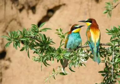 Guêpiers d'Europe sur une branche (Thomas Gendre, OFB)