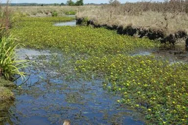 Jussie-dans-le-Marais-Breton_Muriel-Lecomte-OFB_87487 .jpg