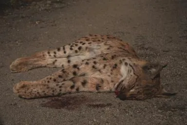 Photo d'un lynx renversé par un véhicule