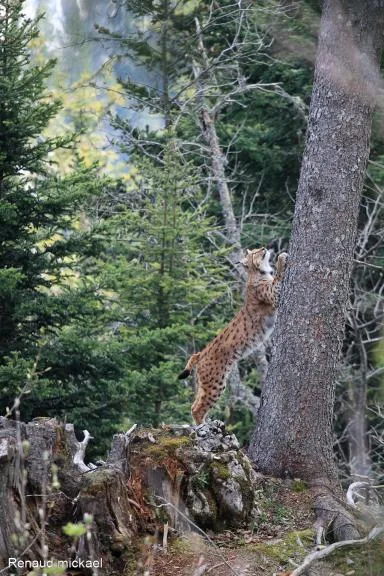 Photo d'un lynx qui grimpe à un arbre