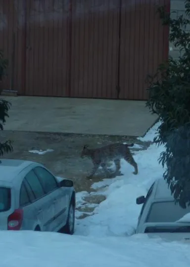 Photo de lynx qui se promène à côté de voitures