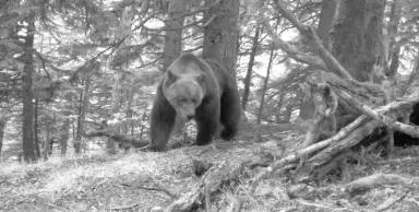 Photo de l'ours à l'appareil automatique, en forêt