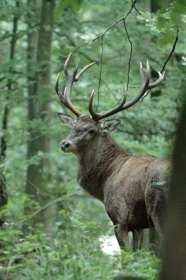 Cerf dans la forêt