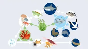 Illustration du réseau trophique marin
