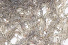 Photo d'une centaine de civelles entassées. Les civelles sont des poissons longs et fins, gris presque transparents. Il s'agit de l'alevin de l'anguille.