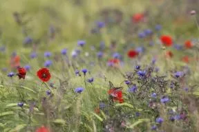 Image de prairies fleuries présentant différentes tonalités de couleurs : rouge, violet, vert