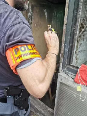 Un inspecteur de l'environnement porte un chardonneret dans sa main. On voit son brassard orange intitulé police de l'environnement en premier plan. L'oiseau aux couleurs rouge et jaune le regarde. Ils sont devant une cage grise.