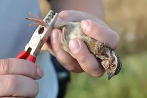 Photo d'une opération de baguage d'une alouette des champs par un agent de l'Office français de la biodiversité