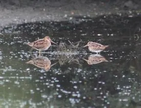 Photos de deux bécassines des marais