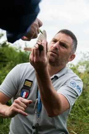 Photo d'un agent de l'OFB étudiant un oiseau tenu dans la main
