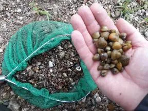 Photo de plusieurs corbicules de Loire dans une main