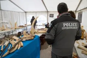 Photo d'une saisie d'ivoire réalisée par le service départemental de la Marne