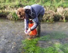 Photo d'un prélèvement de plantes aquatiques pour le suivi de la qualité des eaux de surface