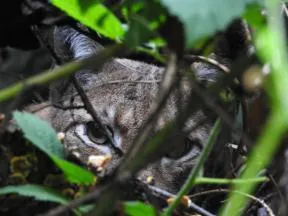 Photo d'un Lynx boréal