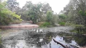 Photo d'une mare, dans laquelle il y a des nénuphars à la surface et des algues, on voit aussi des branches flotter. Elle est entourée d'arbres, on est en forêt. Il y a des plantes aquatiques autour de la mare, et une petite plage avec du sable et des cailloux