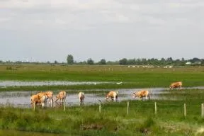 Photo de pâturage extensif sur la Réserve naturelle nationale du marais communal de Saint-Denis-du-Payré