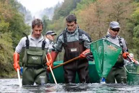 Photo d'agents de l'OFB en train d'effectuer une pêche scientifique à l'électricité