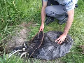 photo d'un agent relâchant des anguilles saisies illégalement 