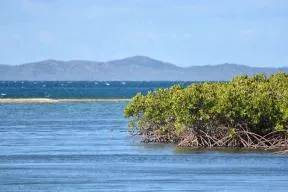 Photo d'une forêt de palétuviers à la pointe de Pwagam en Nouvelle-Calédonie. En arrière plan, banc de sable et côte à l'horizon.