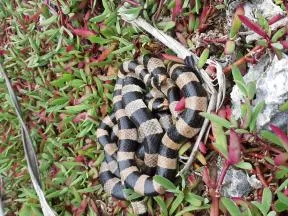 Deux serpents tricots rayés jaunes (Laticauda saintgironsi) sont lovés ensemble sur un parterre de pourpier de mer (Sesuvium portulacastrum)