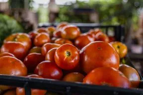 Tomates du Domaine Natirèl, estampillé "Esprit parc national - Guadeloupe" aux Abymes.