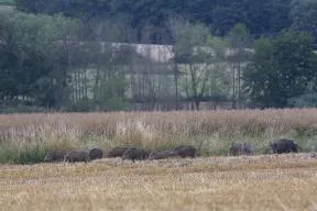 Photo d'un troupeau de sanglier en bordure d'un champ de colza