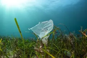 Pollution plastique dans l'herbier de cymodocée en mer Méditerranée