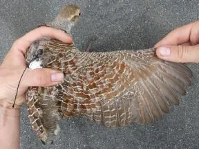 Photo d'un Francolin gris équipé d'une balise GPS