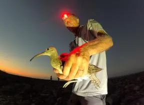 Photo de baguage Courlis corlieu réalisé par un agent de l'OFB à La Réunion