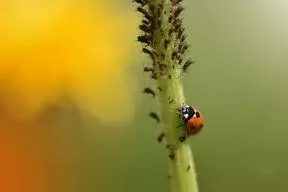 Coccinelle se régalant de pucerons