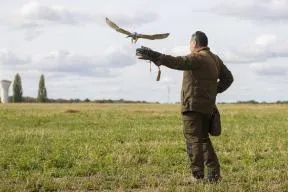 Photo d'un fauconnier pratiquant la chasse au vol avec son jeune faucon pèlerin