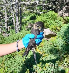 Photo d'un relâché de faucon emerillon