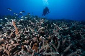 Photo d'un plongeur scientifique au-dessus d'une barrière de corail à moyenne profondeur