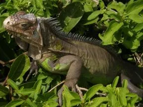 Photo d'un iguane des Petites-Antilles à La Désirade
