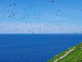 Photo de plusieurs Macareux moine en vol au dessus de l'île du grand colombier